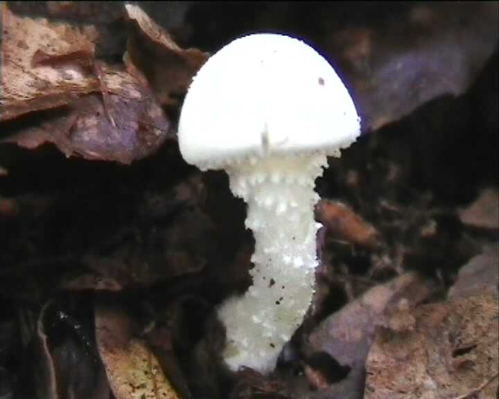 Cystoderma terreyi  var. nogalesii    Ban.Beltr. & Hein.